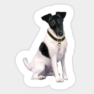 Black and White Smooth Fox Terrier Sticker